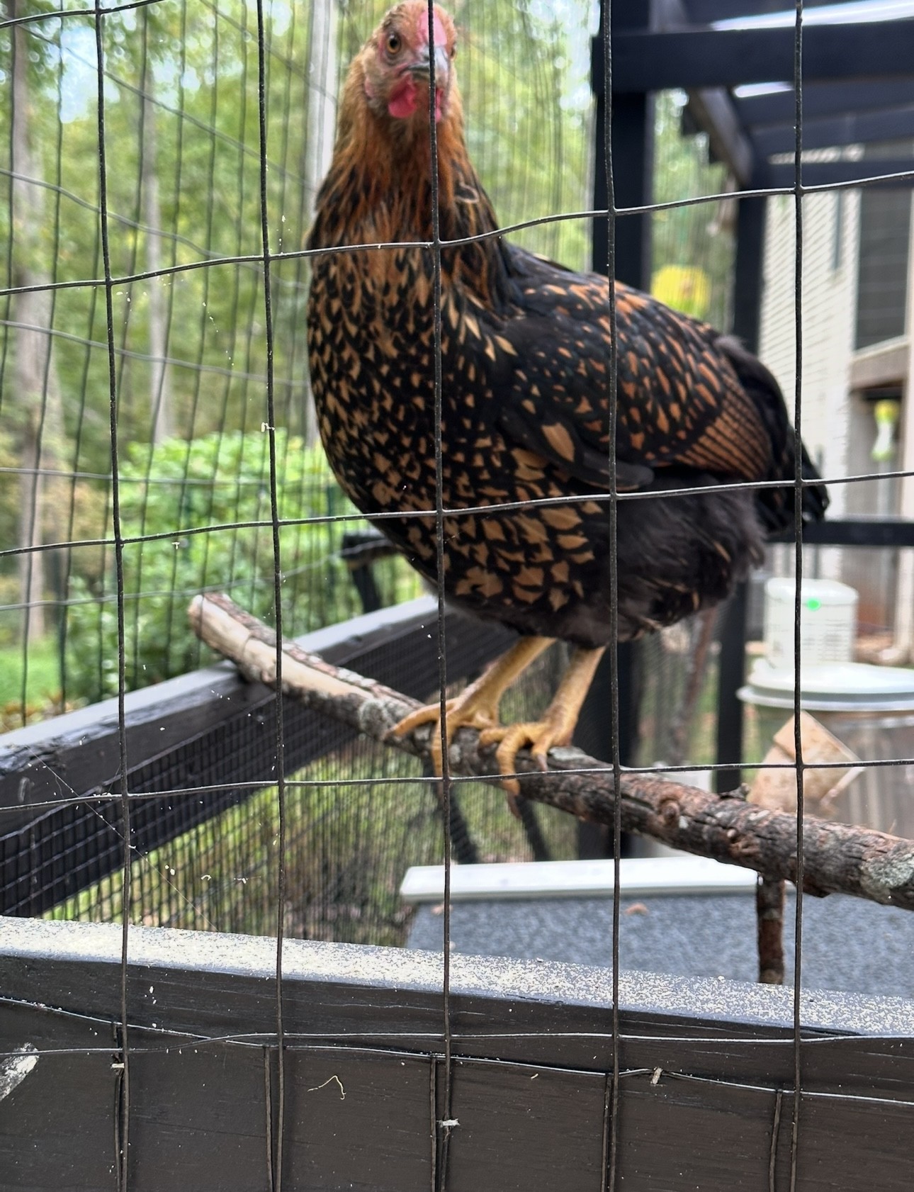 chicken